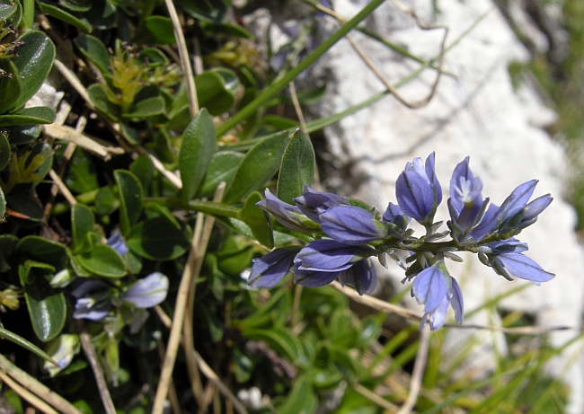 polygala alpestris?
